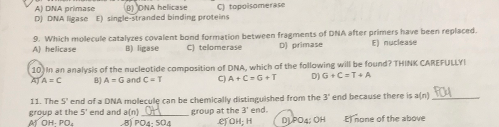 Solved A) Dna Primase D) Dna Ligase E) Single-Stranded | Chegg.com Solved A) Dna Primase D) Dna Ligase E) Single-Stranded | Chegg.com