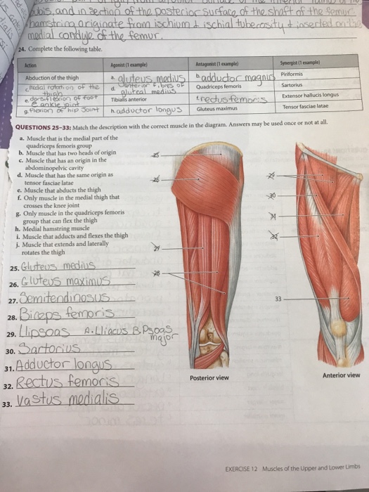 Solved Match the description woth the correct muscle in the