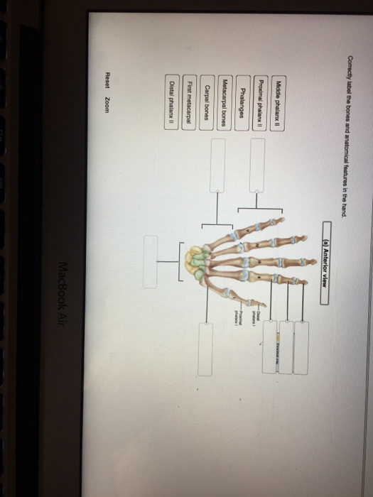 Used College Textbooks >> Solved: Correctly Label The Bones And Anatomical Features ... | Chegg.com Used College Textbooks >> Solved: Correctly Label The Bones And Anatomical Features ... | Chegg.com