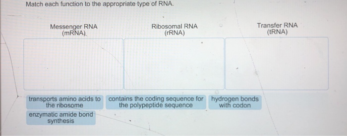 Match Each Function To The Appropriate Type Of Rna Chegg 