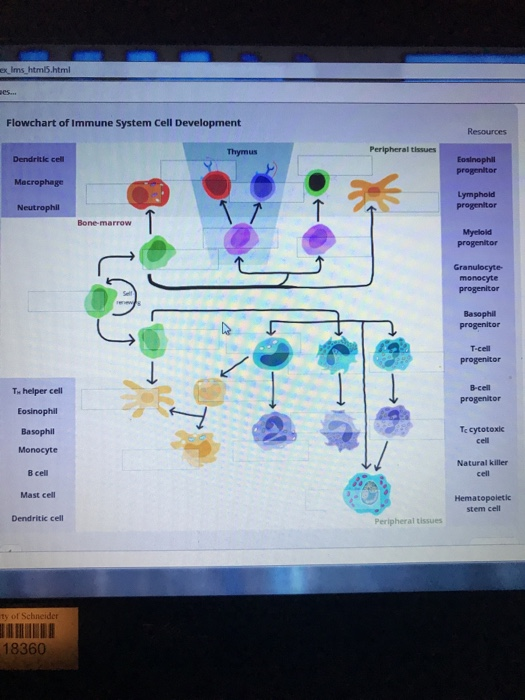 Immune System Flow Chart Answers
