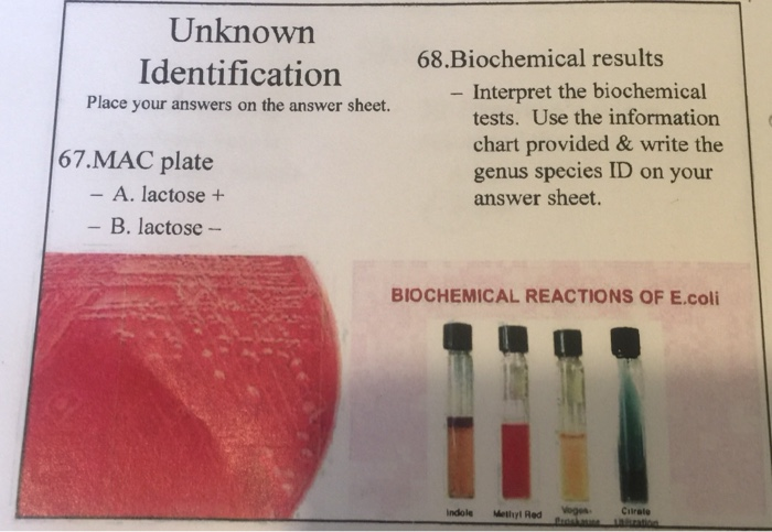 Biochemical Test Chart Identification