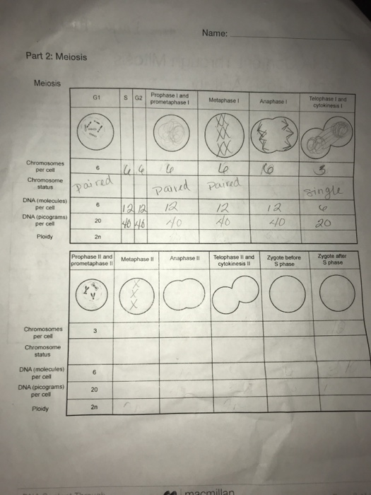 Solved Name Part 2 Meiosis Meiosis G1 Prophase 1 And Tel