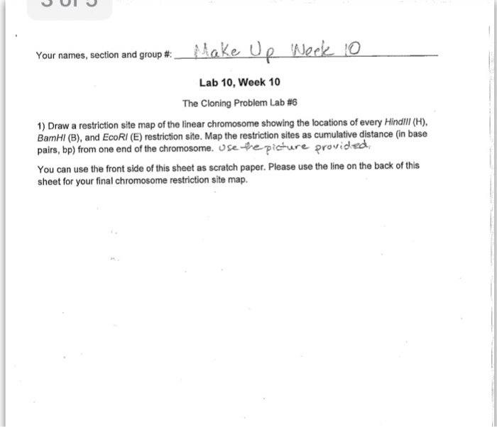 Essay justanswer 08 picture