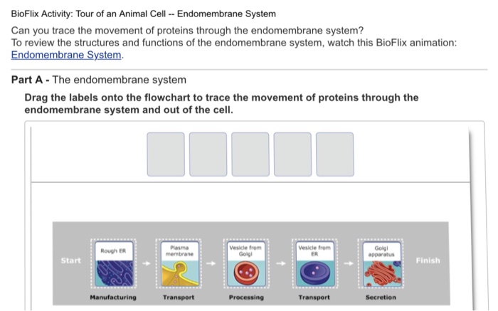 Bioflix Activity Tour Of An Animal Cell Endomembrane Chegg Com