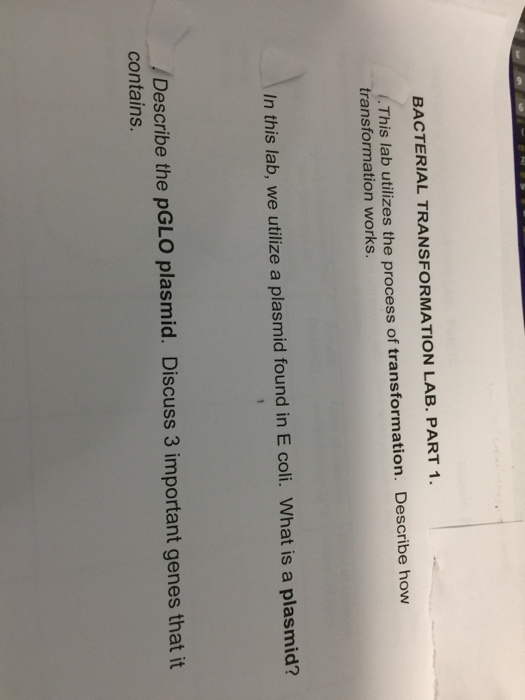 Solved Bacterial Transformation Lab Part 1 This Lab Ut