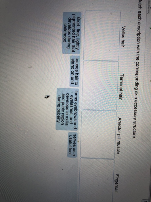Solved Atch Each Description With The Corresponding Skin