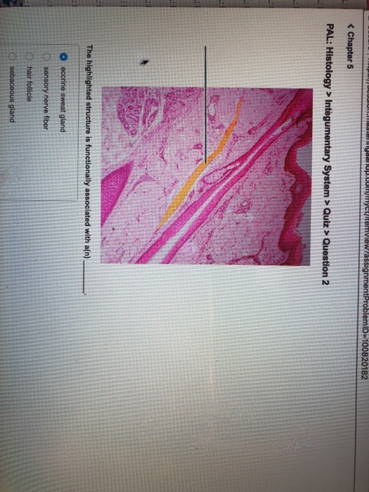Solved Id 100820182 Pal Histology Integumentary System