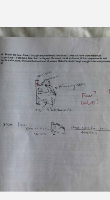 Solved 48 Sketch The Flow Of Blood Through A Human Heart