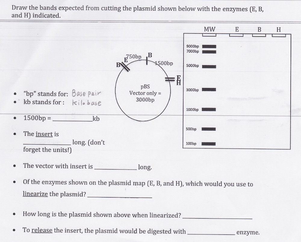 Draw the bands expected from cutting the plasmid shown below with the enzymes (E, B, and H) indicated. MW 9000bp 7000bp pBS Vector only 3000bp 3000bp bp stands for: Base pair e kb stands for kilo base 1000bp 1500bp The insert is forget the units!) The vector with insert is Of the enzymes shown on the plasmid map (E, B, and H), which would you use to linearize the plasmid? How long is the plasmid shown above when linearized? To release the insert, the plasmid would be digested with kb 500bp e long. (dont 100bp 111 ■ . long e enzyme