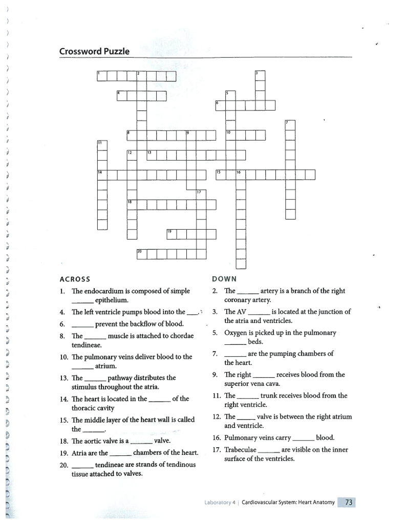 Crossword Puzzle Across Down 1 The Endocardium Is Chegg 