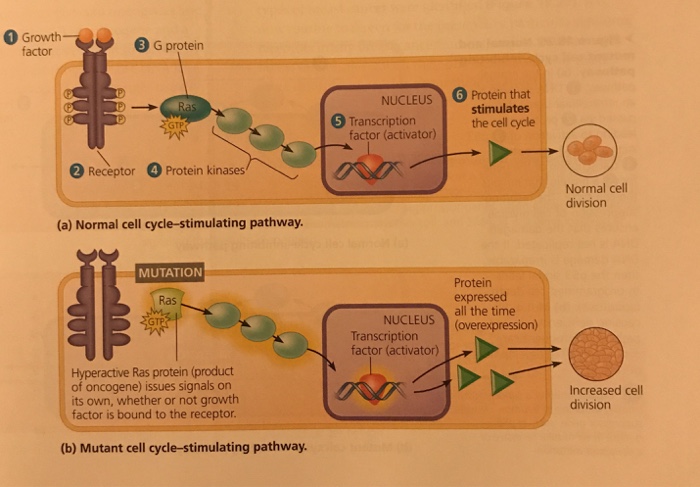 Solved 1 Growth Factor Bc Protein 6 Protein That Stimulat Chegg Com