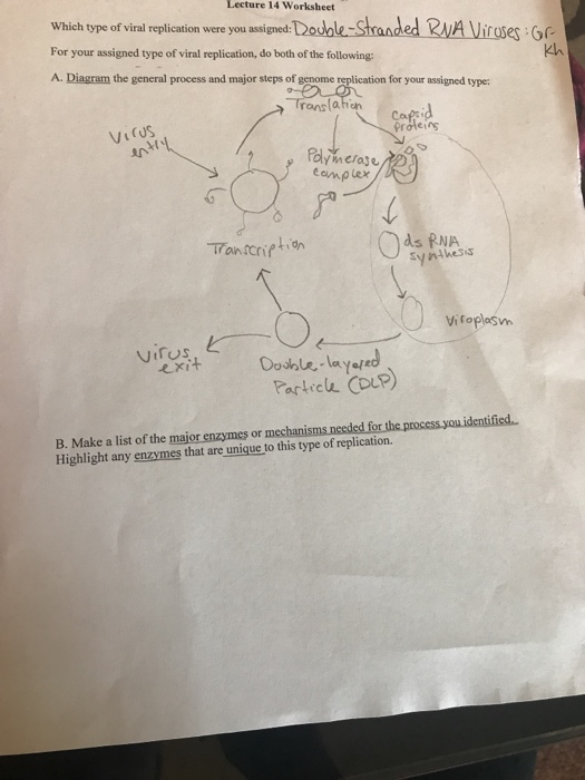 Solved Lecture 14 Worksheet Which Type Of Viral Replication Chegg Com