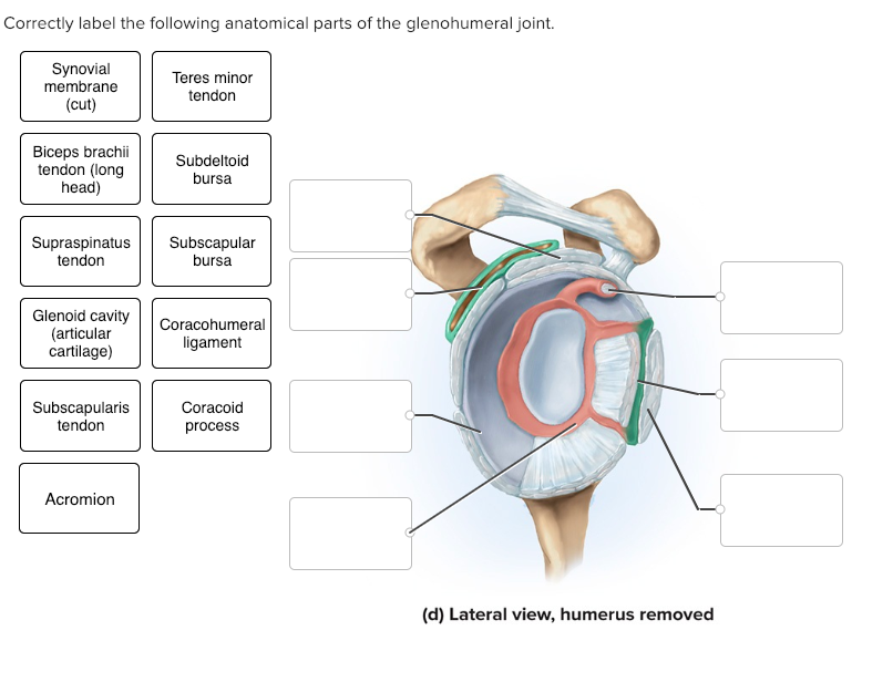 Solved Correctly Label The Following Anatomical Parts Of Chegg Com from med...