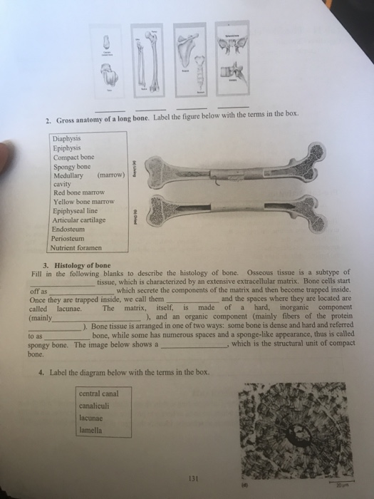 Solved 2 Gross Anatomy Of A Long Bone Label The Figure Chegg Com