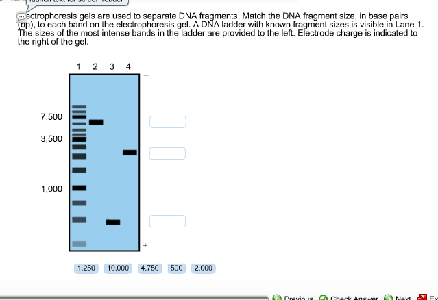 Solved trophoresis gels are used to separate DNA fragments 