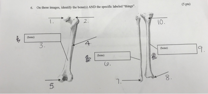 Solved 5 Pts 6 On These Images Identify The Bones An Chegg Com