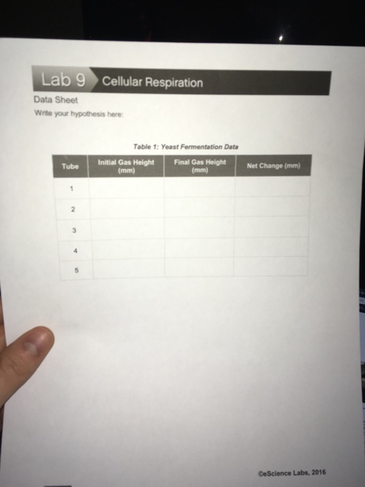 Lab 9 Cellular Respiration Data Sheet Write Your Chegg 