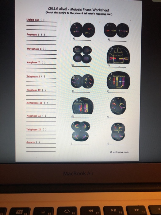 Cells Alive Meiosis Phase Worksheet Answers Promotiontablecovers
