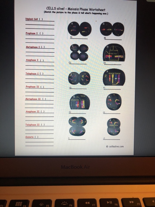 Solved A Subtitle Meiosisphases Pdf Answer The Questions Chegg Com