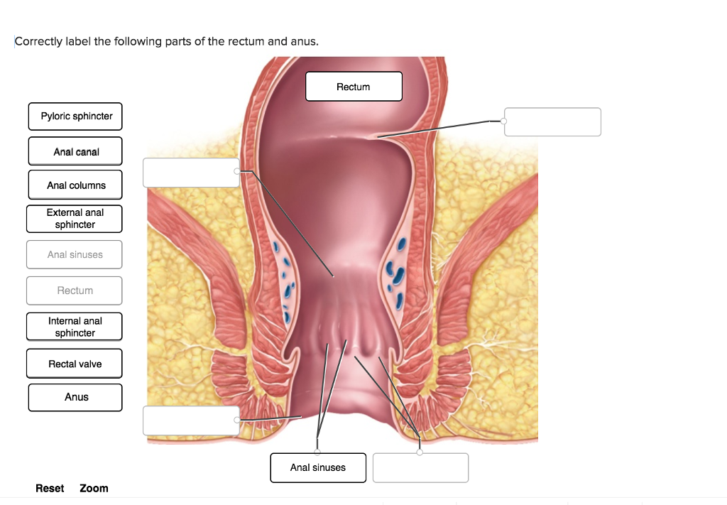 external muscle sphincter Anus