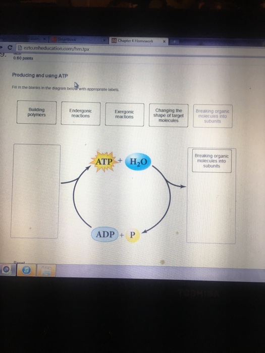 Solved: Producing And Using ATP. Fill In The Blanks In The... | Chegg.com