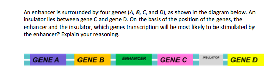An enhancer is surrounded by four genes (A, B, C, and D), as shown in the diagram below. An insulator lies between gene C and gene D. On the basis of the position of the genes, the enhancer and the insulator, which genes transcription will be most likely to be stimulated by the enhancer? Explain your reasoning. GENE A ENHANCERGENE C BULTOGENE D
