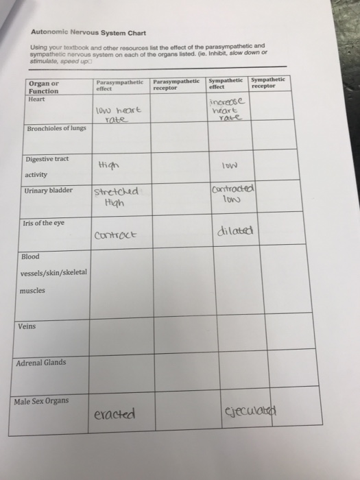 sympathetic vs parasympathetic chart