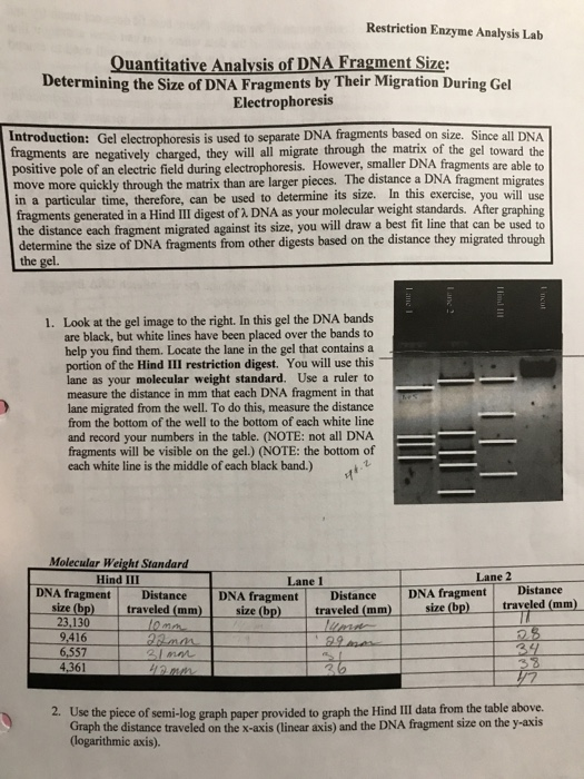 restriction enzyme analysis lab