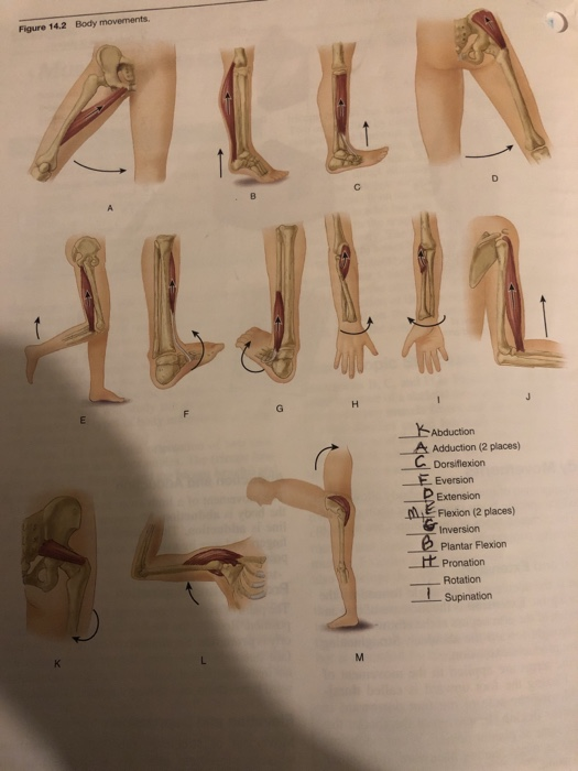 a) The abduction, adduction, flexion, extension, pronation and