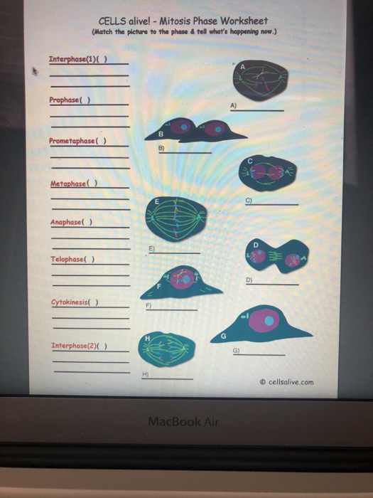 Cells Alive Cell Cycle Worksheet Answer Key | Newatvs.Info