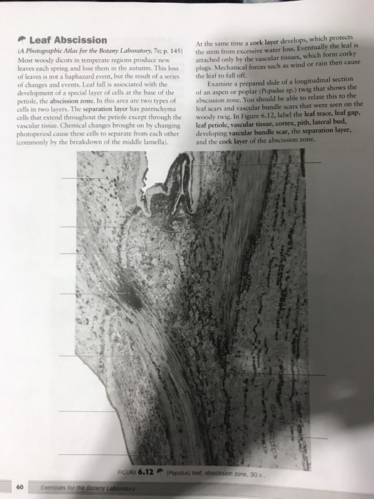 Solved Label The Leaf Trace Leaf Gap Leaf Petiole Vasc