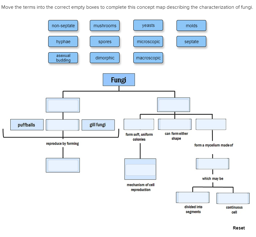 Fungi Concept Map Answers Solved: Move The Terms Into The Correct Empty Boxes To 