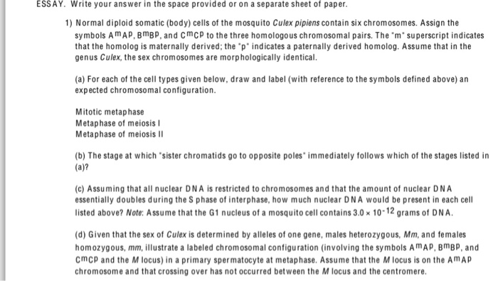 What is the definition of “muscular symmetry”? picture