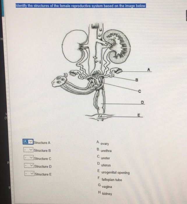 Male reproductive system worksheet answer key image