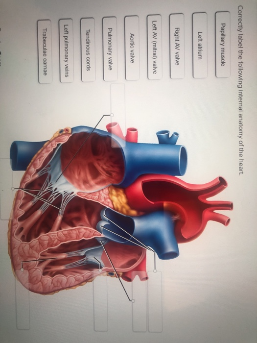 Solved Correctly Label The Following Internal Anatomy Of