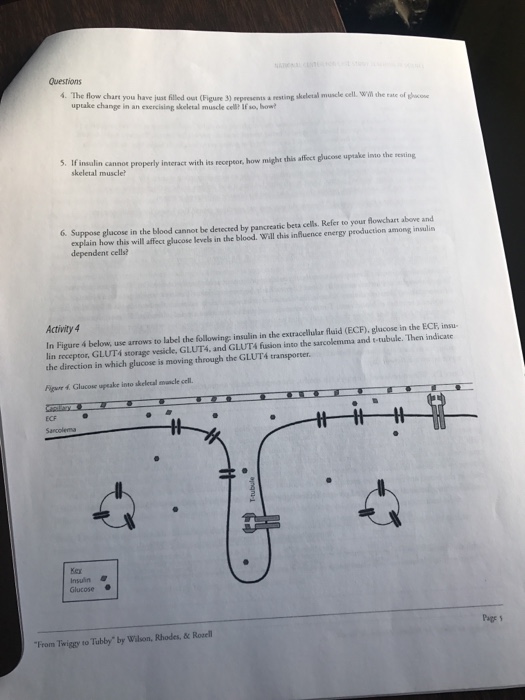 Refer to the diagram. flow 4 represents