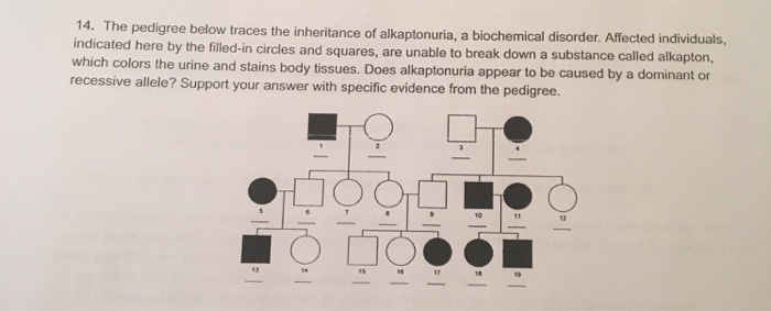 The Pedigree Below Traces The Inheritance 80+ Pages Answer [5mb] - Latest Update 