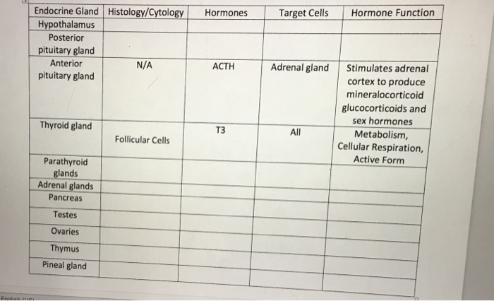 Endocrine Hormones And Functions Chart