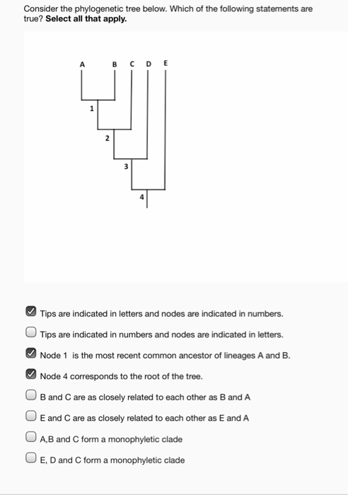 Solved: Consider The Phylogenetic Tree Below. Which Of The... | Chegg.com