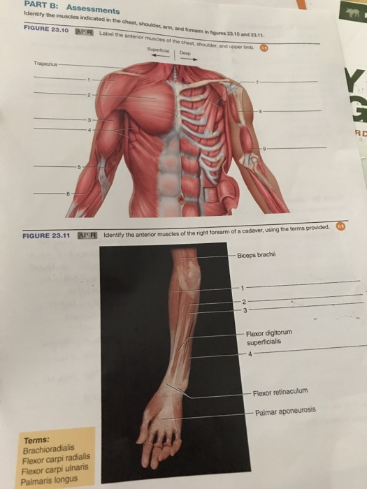 Solved Identify The Muscles Indicated In The Chest Shoul Chegg Com