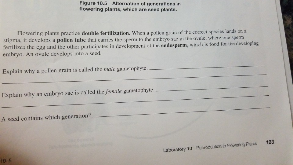 Solved Figure 10 5 Alternation Of Generations In Flowerin Chegg Com