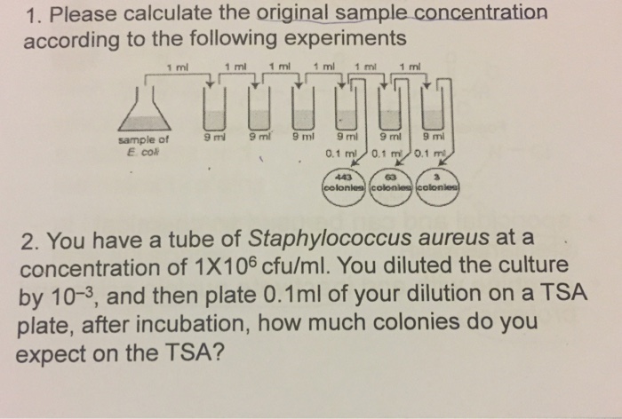 Solved Calculate The Original Sample Concentration Accord Chegg Com