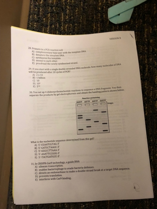 version 28 primers in a pcr reaction