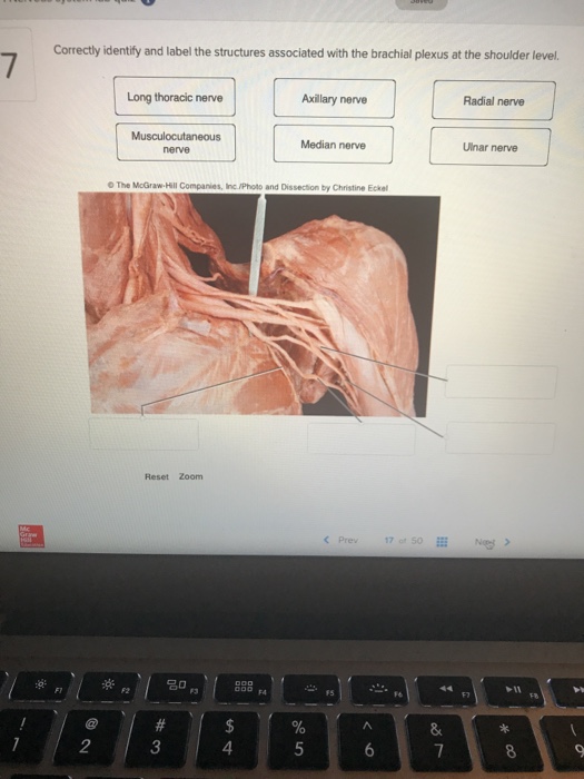 Solved: Correctly Identify And Label The Structures Associ... | Chegg.com