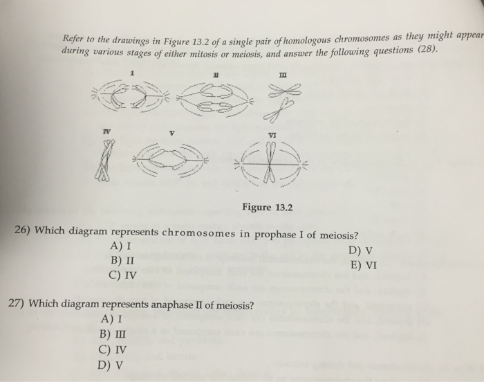 Which Diagram Represents Anaphase I Of Meiosis
