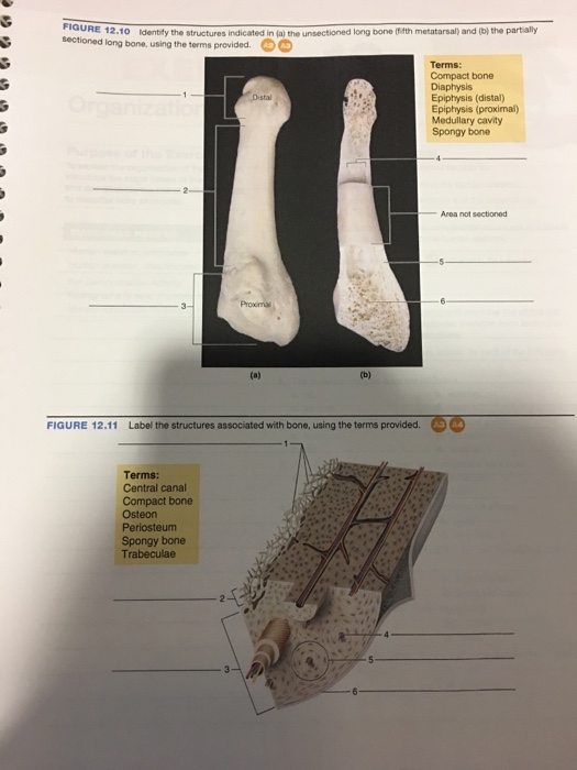 Solved: Identify The Structures Indicated In The Unsection ...