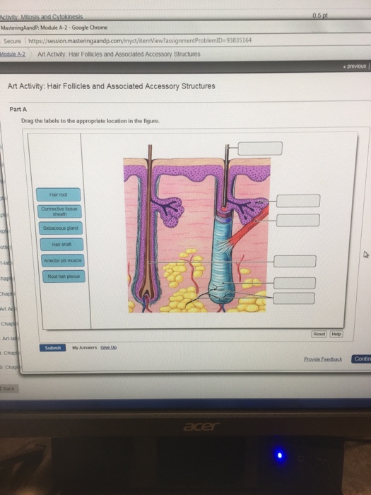 Anatomy And Physiology Archive | September 17, 2017 | Chegg.com