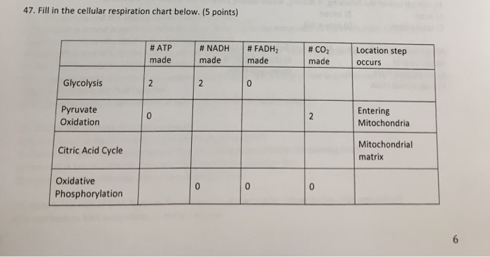 Respiration Chart