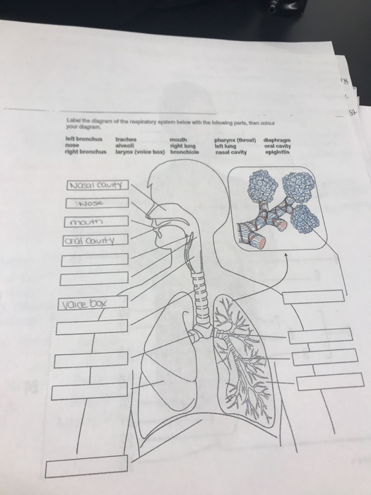 respiratory system diagram without labels